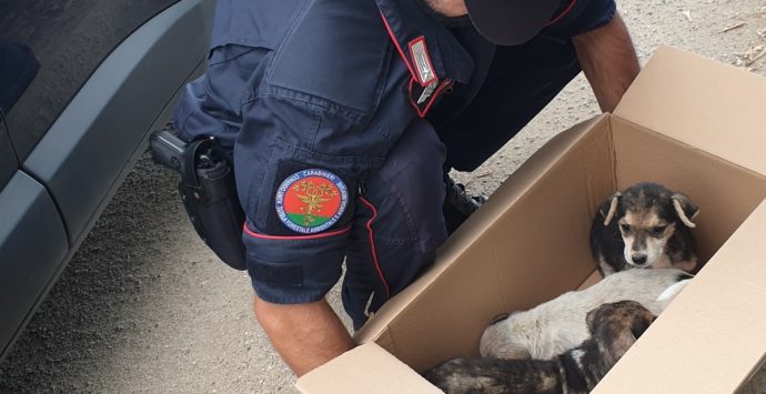 Monte Poro, tre cagnolini abbandonati messi in salvo dai carabinieri forestali