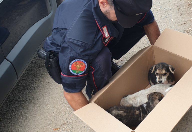 Monte Poro, tre cagnolini abbandonati messi in salvo dai carabinieri forestali