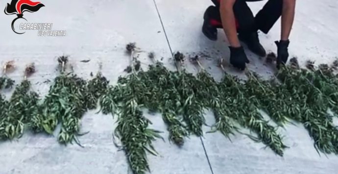 Piantagione di marijuana a Vibo Marina, arrestato un 36enne