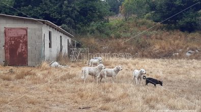 Cosa fare davanti a un branco di cani aggressivi: parla l’esperto – Video