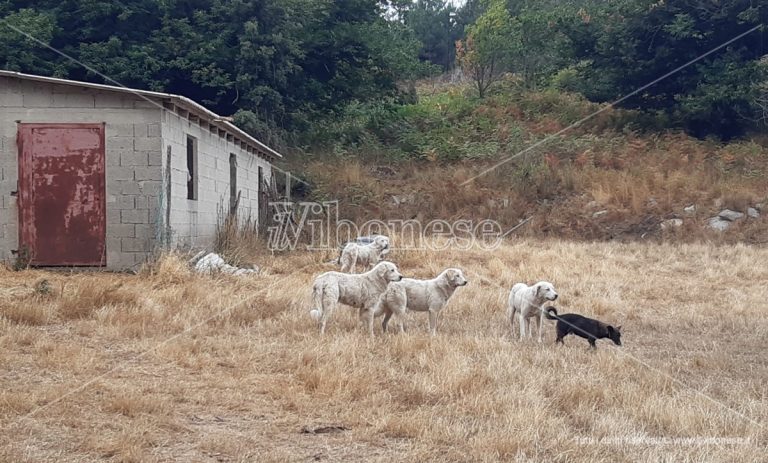 Tragedia di Satriano, l’associazione Aidaa chiede la custodia dei cani: «Si eviti la soppressione»