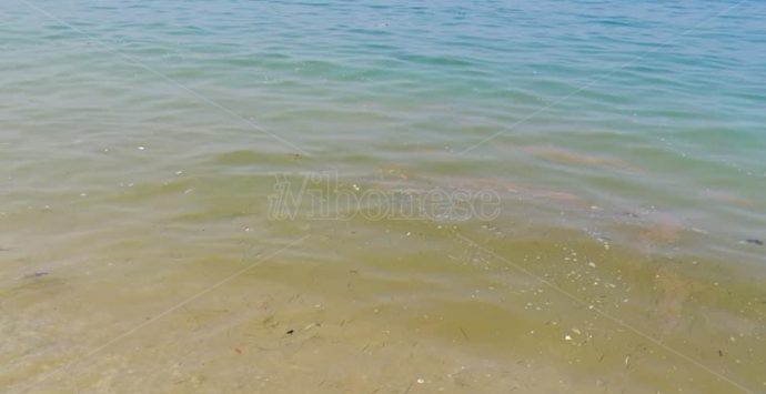 Ancora chiazze marroni e mare verde nel Vibonese. E i turisti scappano