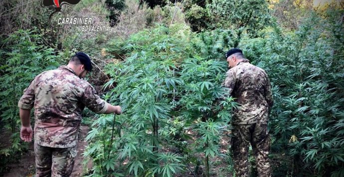 Marijuana: oltre mille piante scoperte dai carabinieri a Nardodipace-Video