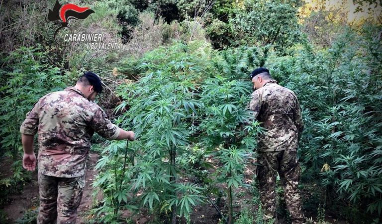 Marijuana: oltre mille piante scoperte dai carabinieri a Nardodipace-Video