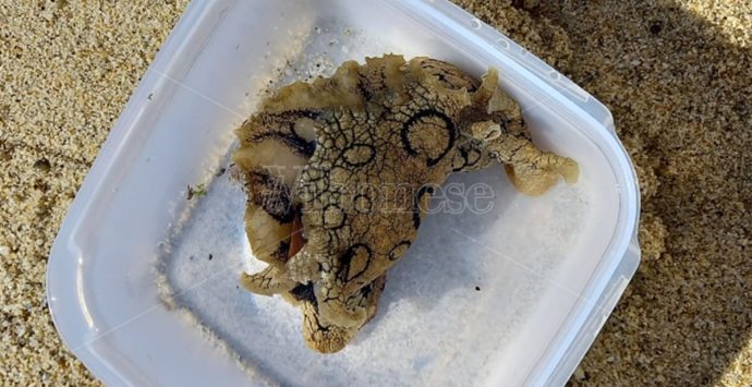 Specie “aliena” rinvenuta nel mare di Pizzo: viene dall’oceano Atlantico