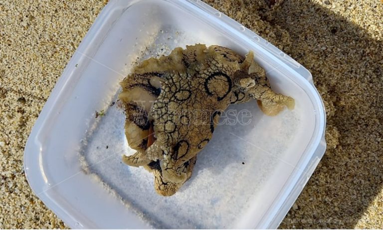 Specie “aliena” rinvenuta nel mare di Pizzo: viene dall’oceano Atlantico