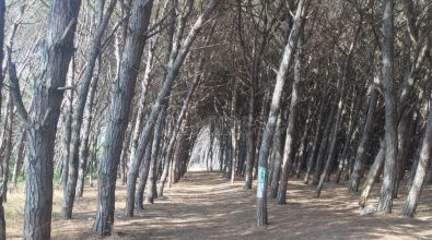 Wwf Calabria per il recupero e la salvaguardia della pineta di Nicotera Marina