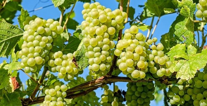 Al via la vendemmia a Francavilla Angitola: «Ottima annata per lo Zibibbo»