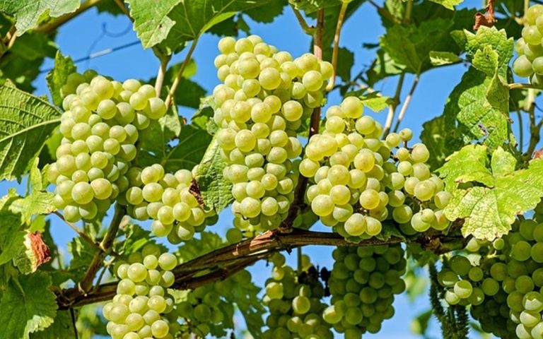 Vitivinicoltura: a Pizzo Calabro la prima grappa di zibibbo