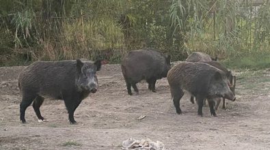 A Portosalvo cinghiali del tutto indisturbati vanno a “passeggio”