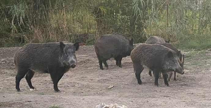 A Portosalvo cinghiali del tutto indisturbati vanno a “passeggio”