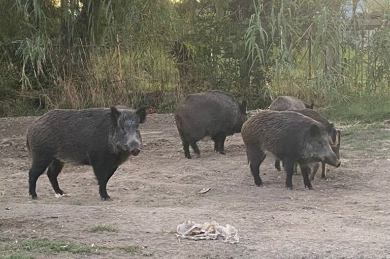 A Portosalvo cinghiali del tutto indisturbati vanno a “passeggio”