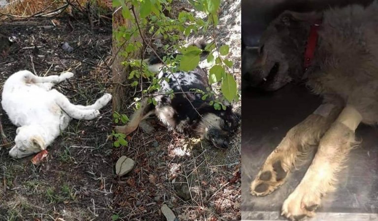 Strage di cani a Catanzaro dopo la tragica morte di Simona. I volontari: «Violenza inutile»