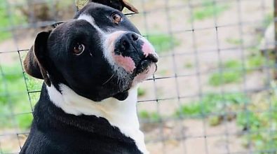 Canile di Vibo, l’iniziativa del Comune per incentivare le adozioni