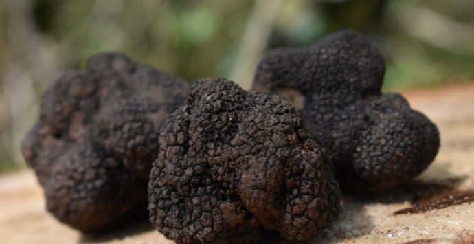 Il tartufo incontra i sapori calabresi: a Tropea un evento dedicato alla gastronomia