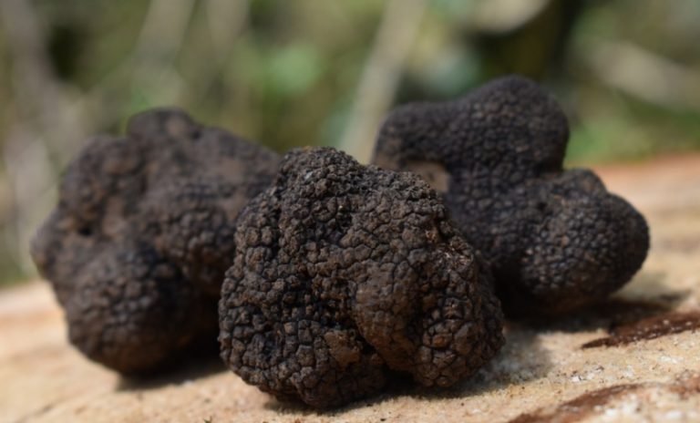 Il tartufo incontra i sapori calabresi: a Tropea un evento dedicato alla gastronomia