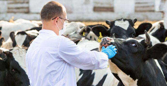 Ufficio veterinario di Spilinga da rafforzare, l’appello del consigliere Pugliese