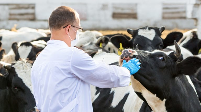 Ufficio veterinario di Spilinga da rafforzare, l’appello del consigliere Pugliese