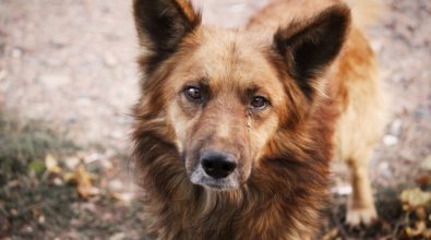 Lotta al randagismo, a Serra San Bruno tutto pronto per la giornata del microchip