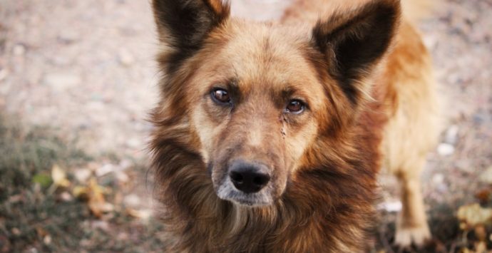 Due cani morti avvelenati a Vibo, l’appello Enpa: «Chi sa parli»