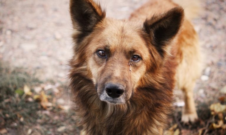 Due cani morti avvelenati a Vibo, l’appello Enpa: «Chi sa parli»