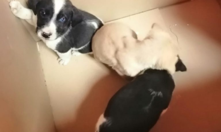 Mileto, cagnolini abbandonati per strada recuperati dai vigili urbani