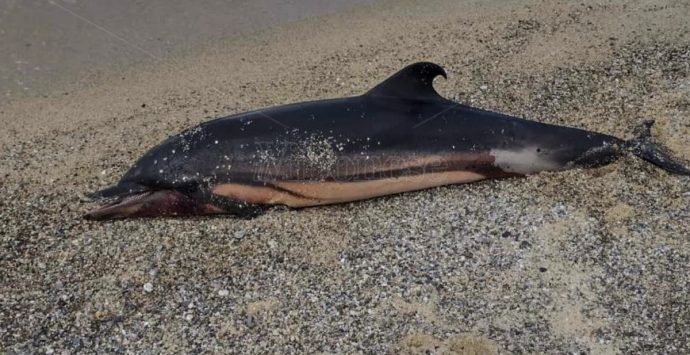 Pizzo, sulla spiaggia di località Marinella una carcassa di delfino