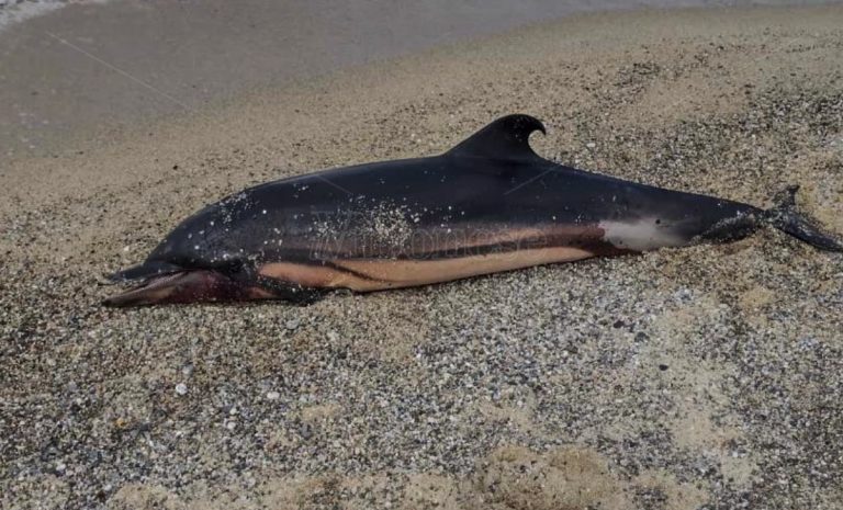 Pizzo, sulla spiaggia di località Marinella una carcassa di delfino