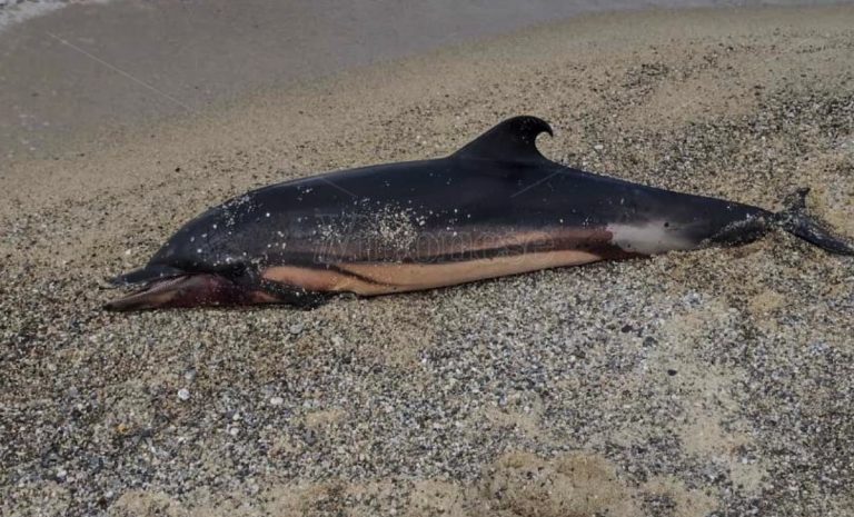 Pizzo, sulla spiaggia di località Marinella una carcassa di delfino