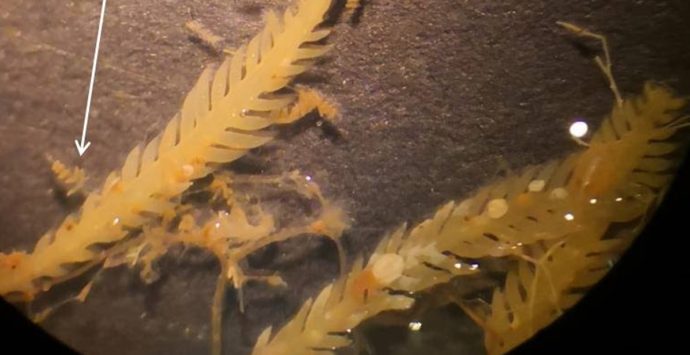 Capo Vaticano, rinvenuta una nuova alga: attivata la direzione scientifica dell’Arpacal