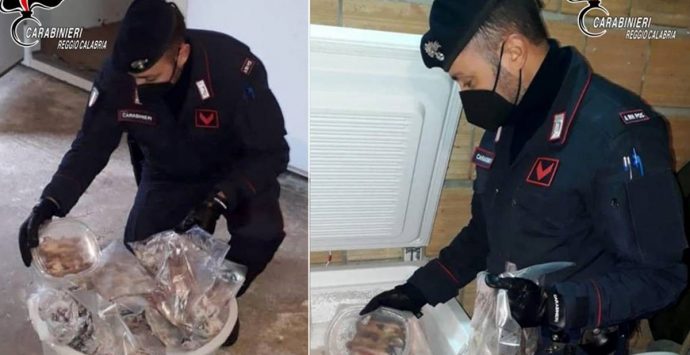 Il ghiro per le mangiate di ‘ndrangheta: cacciato di frodo a Serra e Nardodipace