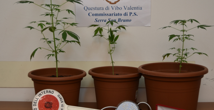 Coltivava la marijuana all’interno di vasi di plastica: una denuncia nel Vibonese