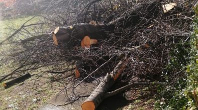 Verde cancellato a colpi di motosega all’ospedale di Vibo, continua l’indignazione