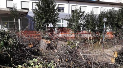 Scempio all’ospedale di Vibo: abbattuti gli alberi del giardino di ingresso