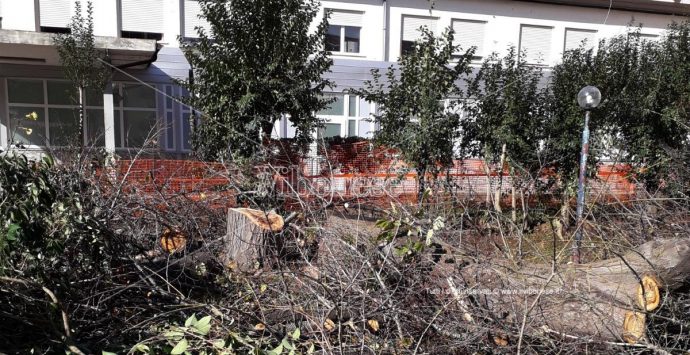 Scempio all’ospedale di Vibo: abbattuti gli alberi del giardino di ingresso