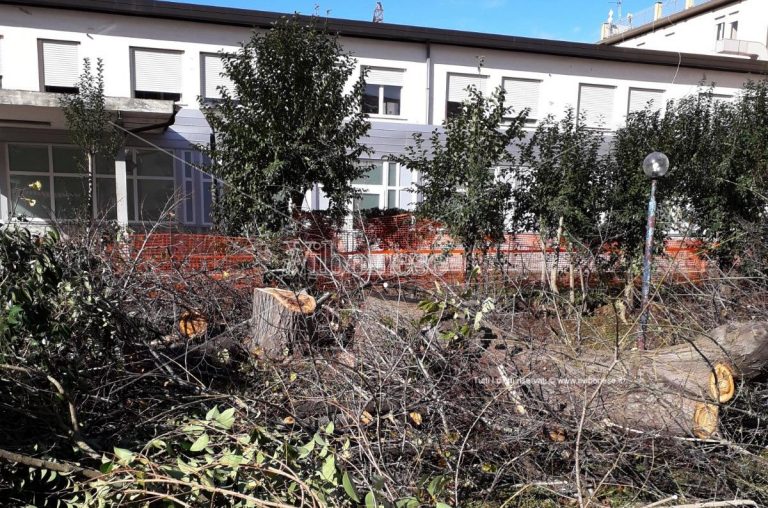 Scempio all’ospedale di Vibo: abbattuti gli alberi del giardino di ingresso