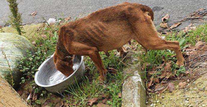 Cane accalappiato muore dopo pochi giorni, le associazioni animaliste: «Serve autopsia»