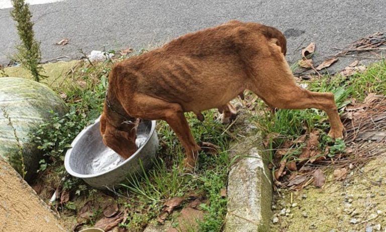 Cane accalappiato muore dopo pochi giorni, le associazioni animaliste: «Serve autopsia»