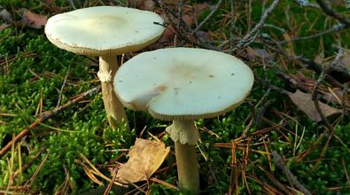 Mangia funghi velenosi, gravissima 61enne del Cosentino
