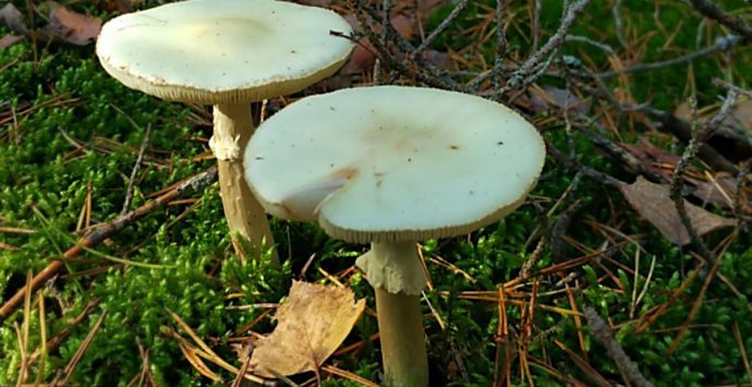 Mangia funghi velenosi, gravissima 61enne del Cosentino