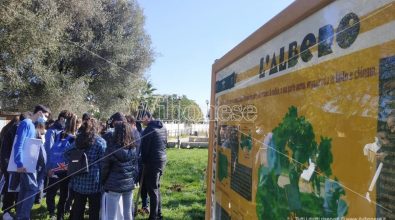 Giornata degli alberi a Vibo: «Si può conoscere e ammirare la natura anche restando in città»