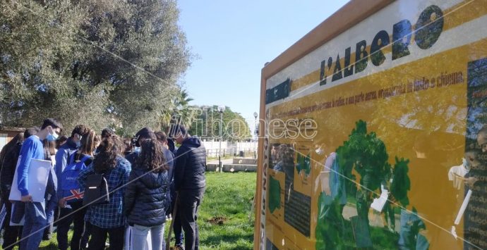 Giornata degli alberi a Vibo: «Si può conoscere e ammirare la natura anche restando in città»