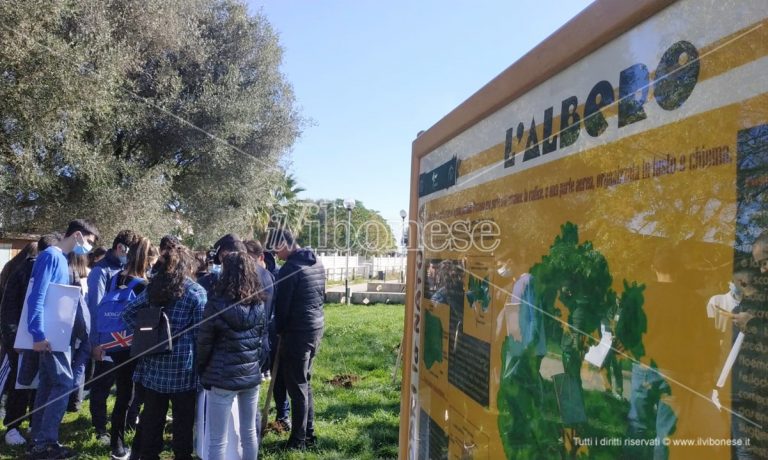 Giornata degli alberi a Vibo: «Si può conoscere e ammirare la natura anche restando in città»