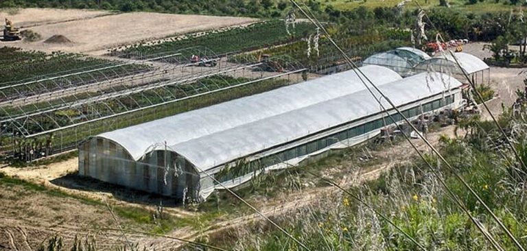 Piante dalla Calabria all’Olanda, il sorprendente export di un’azienda vibonese