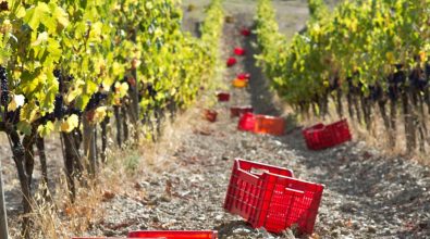 Agricoltura: al Gal Terre Vibonesi quasi due milioni di euro per nuovi bandi