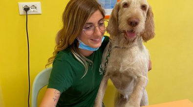 Capodanno, botti e cibi tossici: i consigli del veterinario per il benessere dei nostri animali