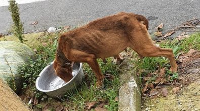 Morte sospetta di un cane in un canile del Vibonese. L’Enpa: «Accesso agli atti, tutto tace»