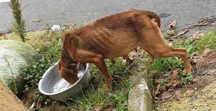 Morte sospetta di un cane in un canile del Vibonese. L’Enpa: «Accesso agli atti, tutto tace»
