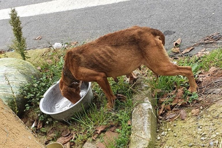 Morte sospetta di un cane in un canile del Vibonese. L’Enpa: «Accesso agli atti, tutto tace»