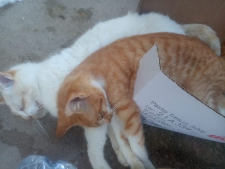 Strage di gatti sul territorio comunale di Mileto: indagini dei carabinieri